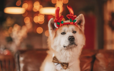 A Pet Groomer’s Warning: Dangerous Holiday Foods for Your Pets