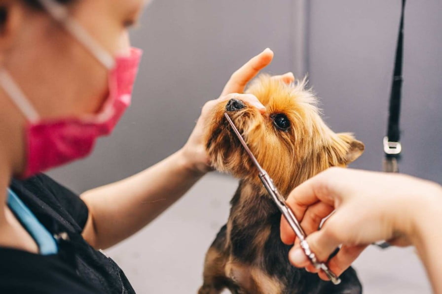 dog salons in chicago 