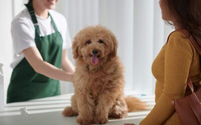 Avoiding Blunders: Essential Goldendoodle Grooming Tips for Goldendoodle Parents