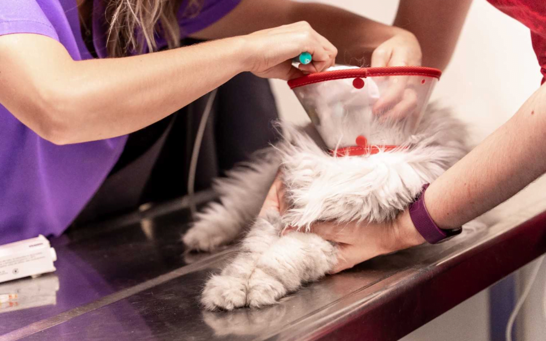 Feline Fab or Folly? Decoding the Signs of Too Much Cat Grooming