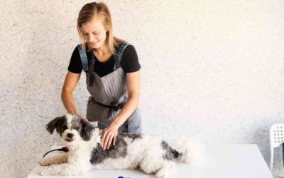 Mobile Pet Grooming FAQs: Everything You Need to Know