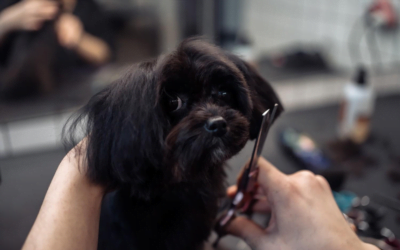 How do Virtual Pet Grooming Consultations Help Pet Parents?