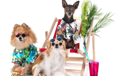 Grooming with Flare: Vibrant Trends That Will Rule Pet Grooming in 2024