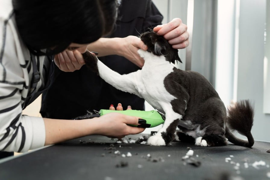 paws groomers in chicago,