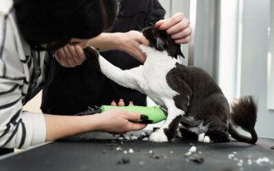 Grooming feline friends: importance of groomers for pets in Chicago