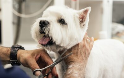 How to choose the right grooming salon for your pet?