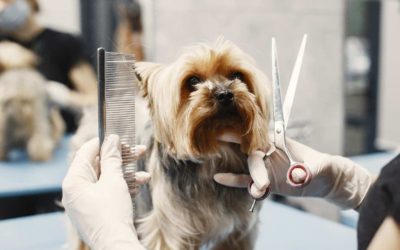 From Fluff to Fab: A Comprehensive Guide to Basic Pet Grooming