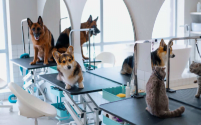 Tech-Driven Grooming: How AI and Smart Tools Dominated Pet Grooming Salons in 2023