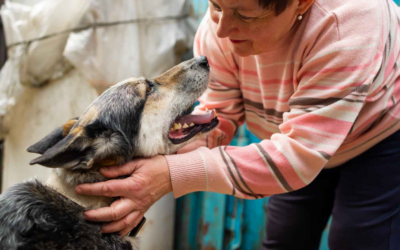 Navigating Special Grooming Challenges: 9 Tips for Senior and Anxious Pets