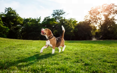 Top of the Line: 12 Best Puppy Groomers in Chicago