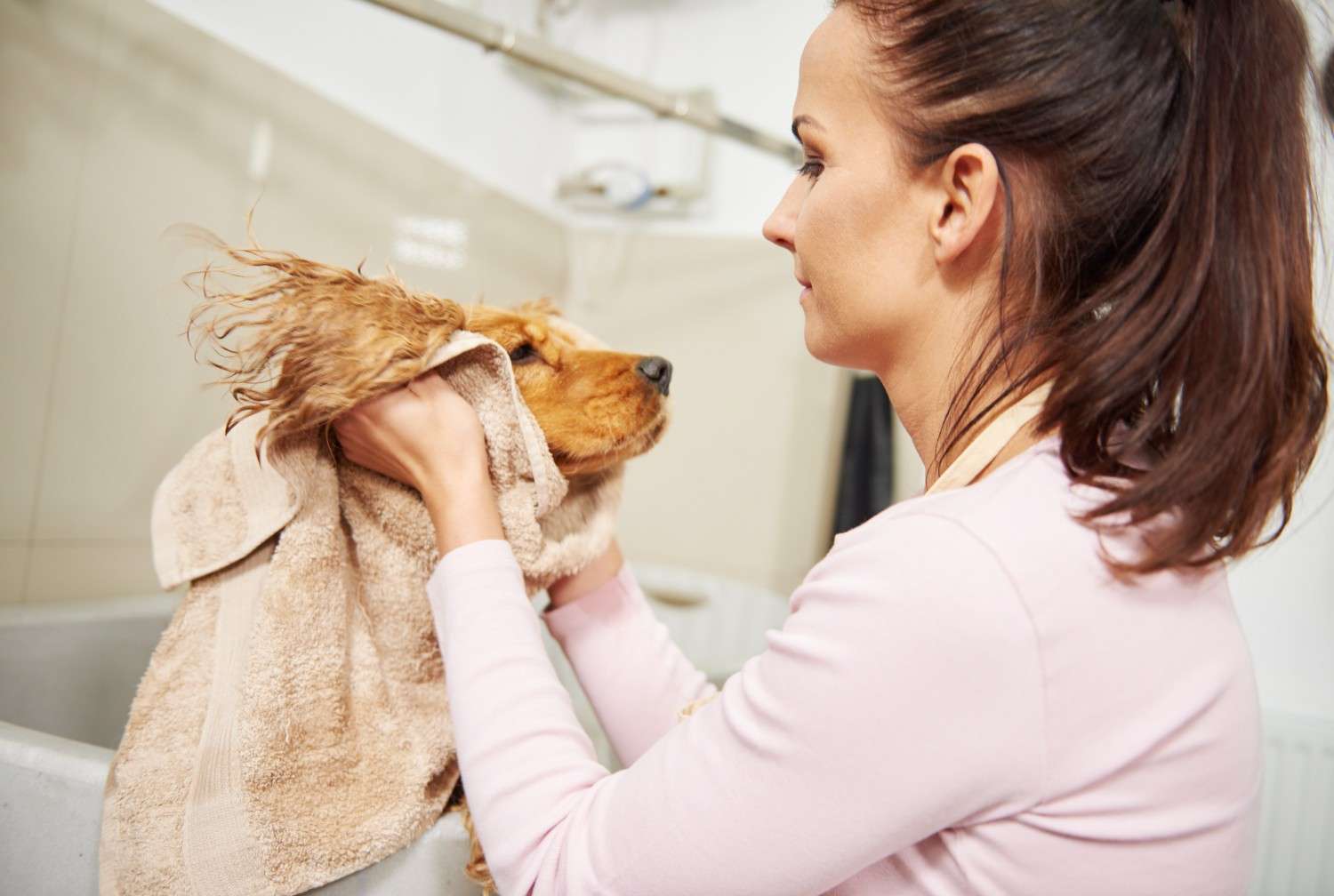 Pet groomers grooming a dog