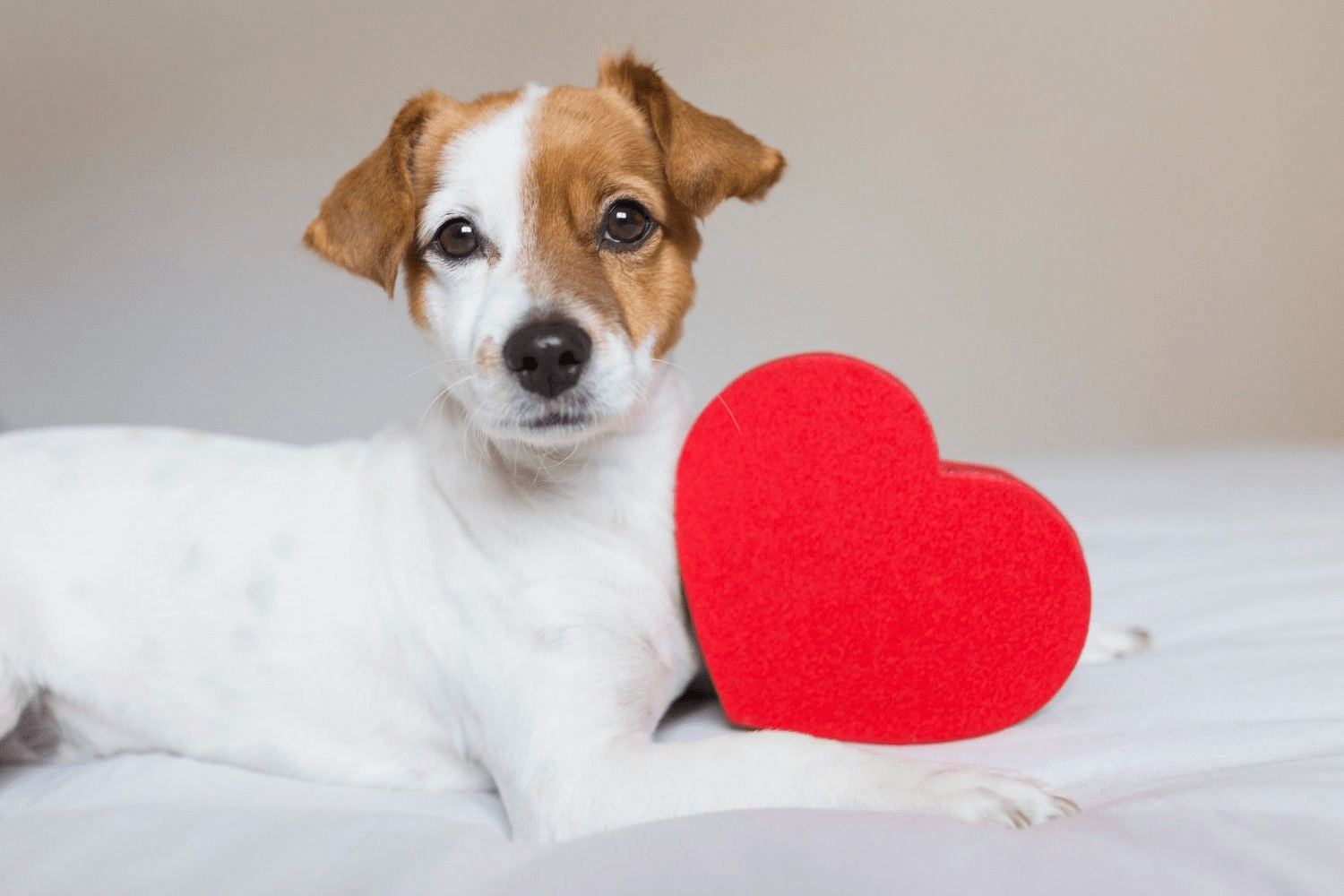 dog heart health