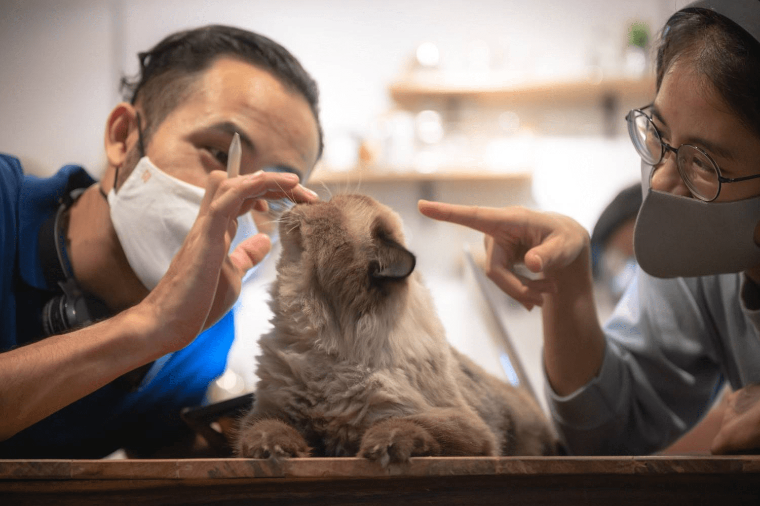 Expert pet vet with a cat