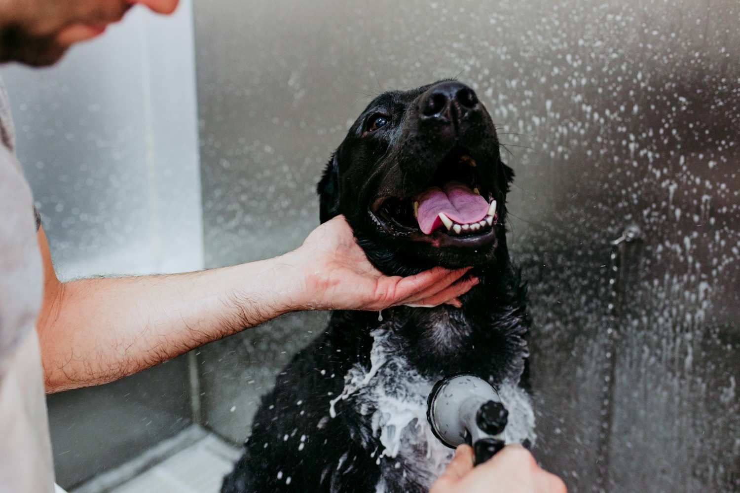 Professional dog wash