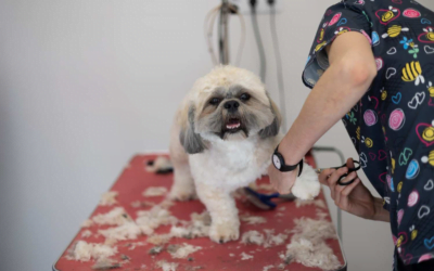 Eco-Friendly Switch: A Shift Towards Sustainable Pet Grooming in Chicago