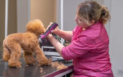 Beyond the Basics: Advanced Tips and Tricks for Poodle Grooming