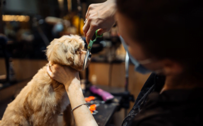 How Much Is Dog Grooming: Understanding Grooming Costs