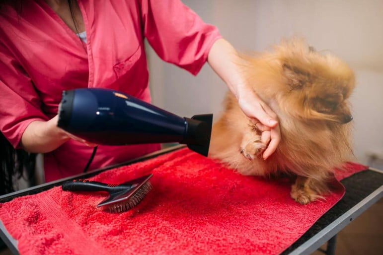 A professional pet groomer 