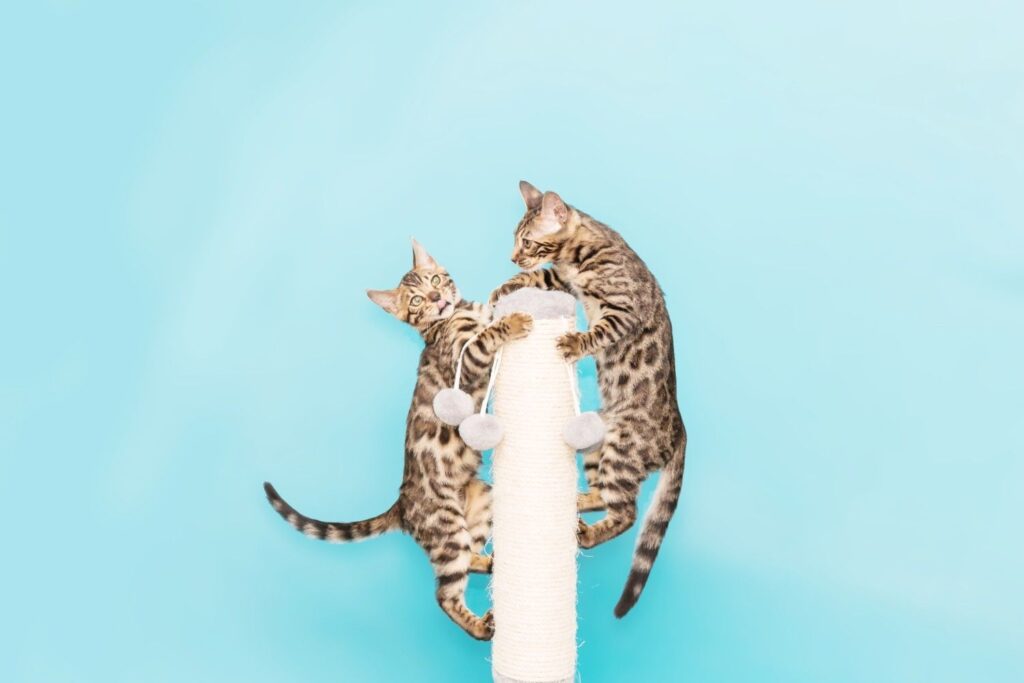 Cats climbing puzzle toys