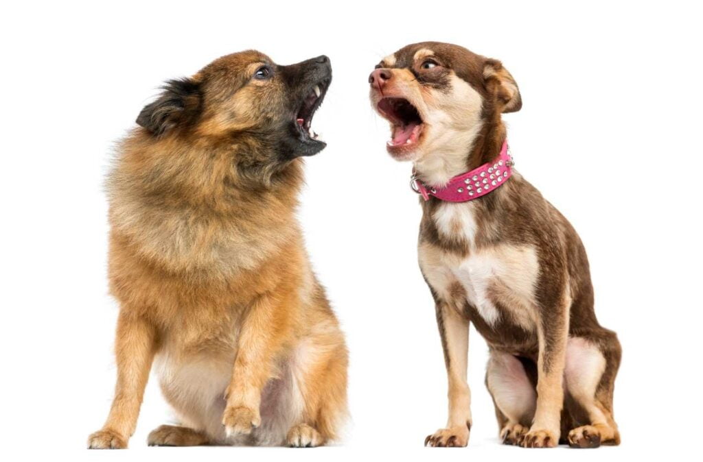Dog behavior training