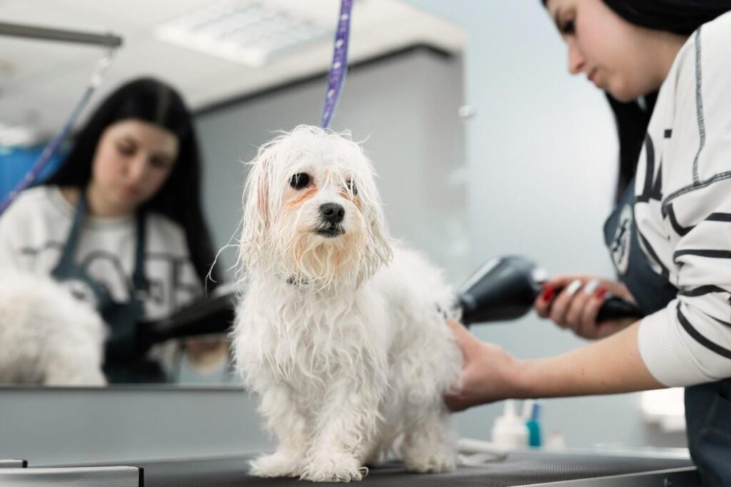 Dog groomers in Chicago 