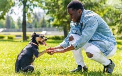 Dog Behavior Training: How to Train a Dog?