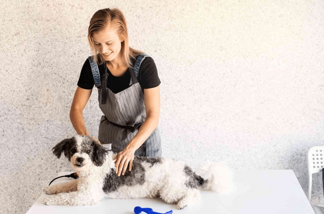 Professional pet grooming in Chicago
