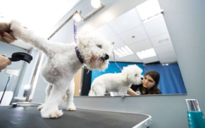 Increase Your Pet Grooming Reach With Online Booking Systems: Tips and Tricks