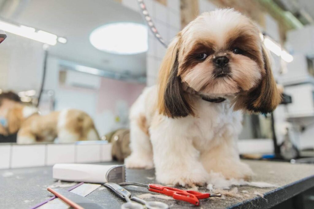 A pet at a pet grooming shop