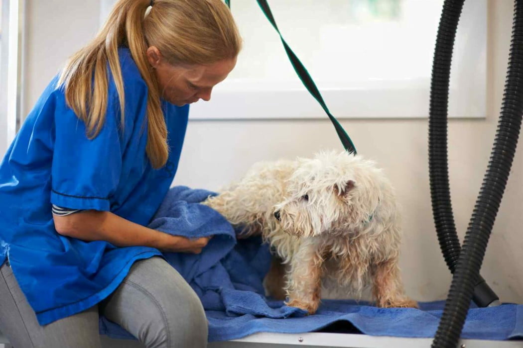 Pet grooming in Chicago