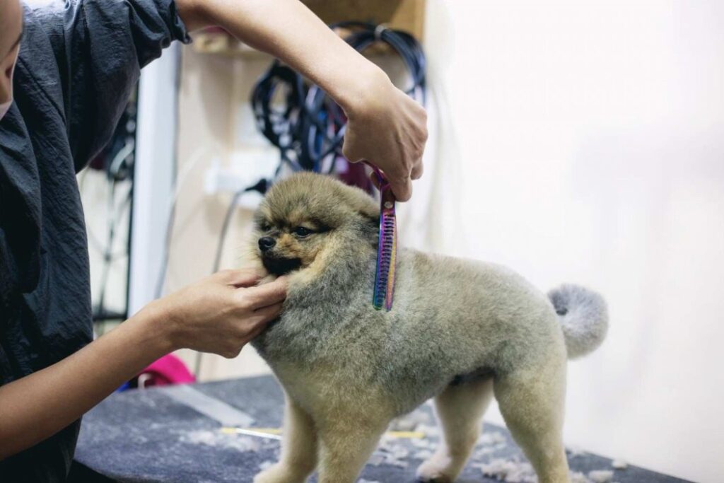 Expert of pet grooming 
