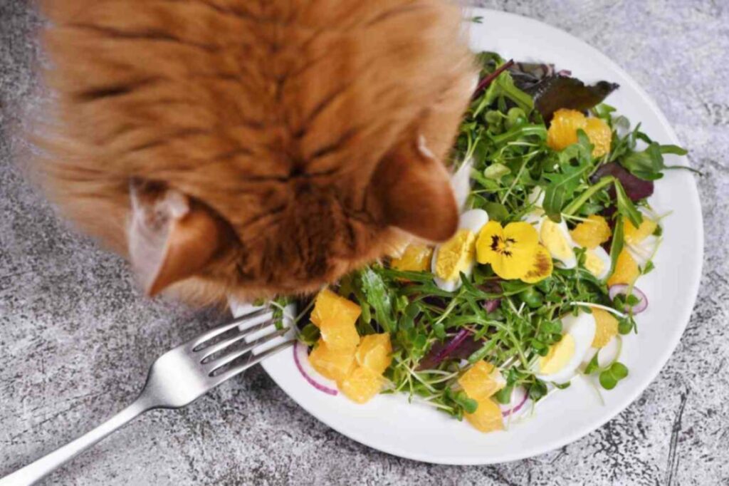 Pet vet supervised cat meal 