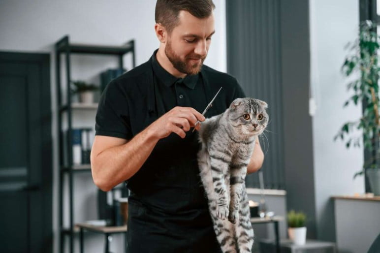 Professional Cat Groomer