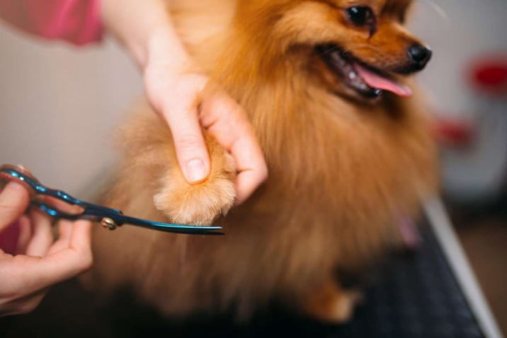 Professional dog grooming in Chicago