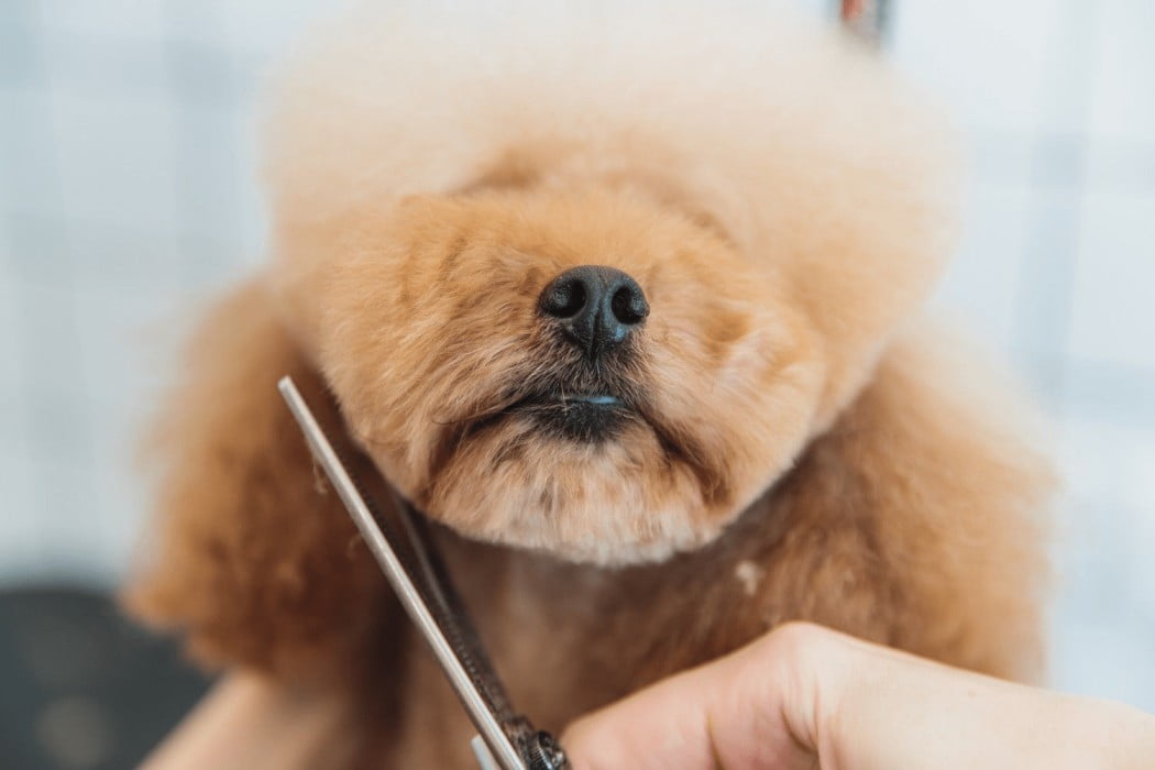 Creative Dog Grooming  What Is It & How to Get Started?