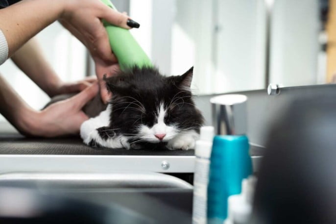 Professional mobile cat grooming 