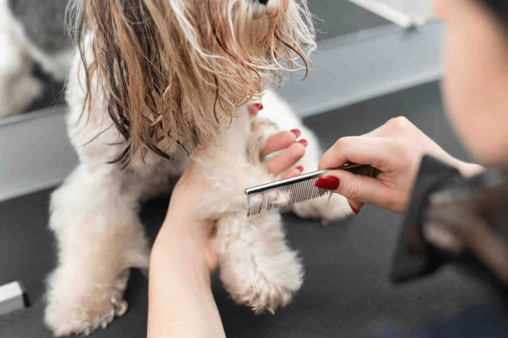 Professional pet grooming in Chicago