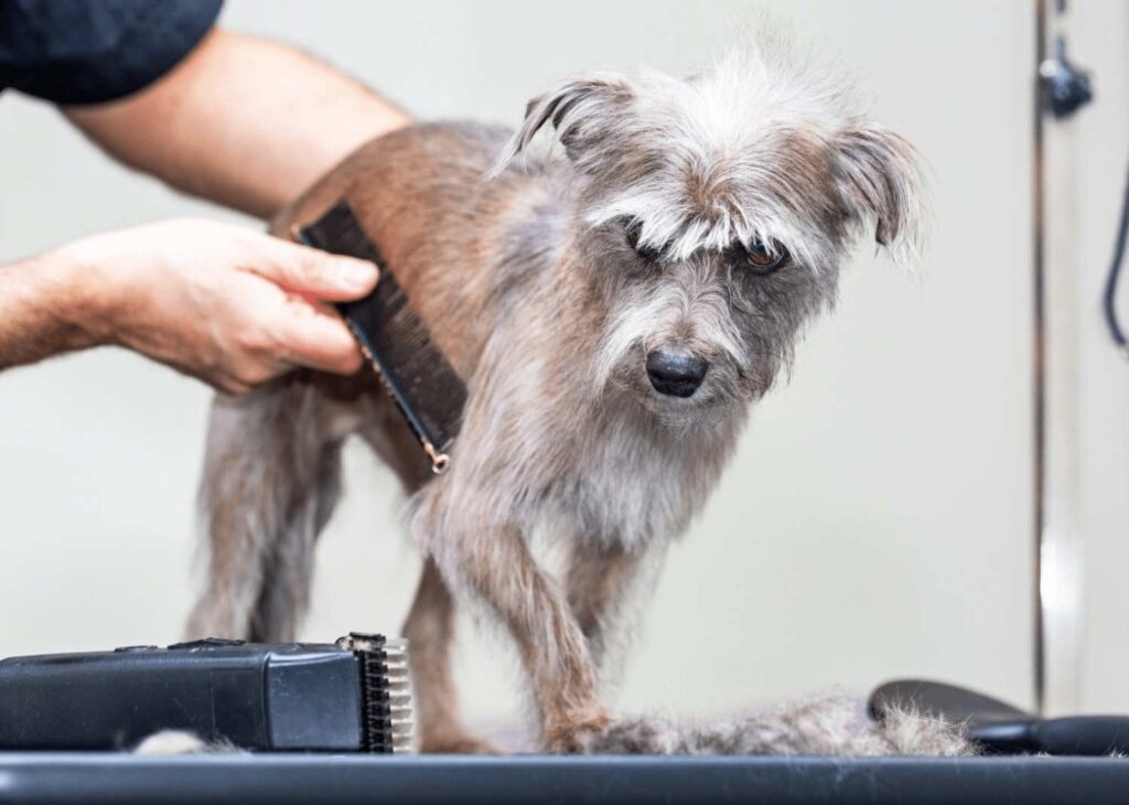 Mobile pet grooming