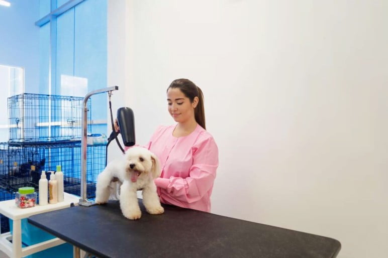 Puppy grooming in Chicago 