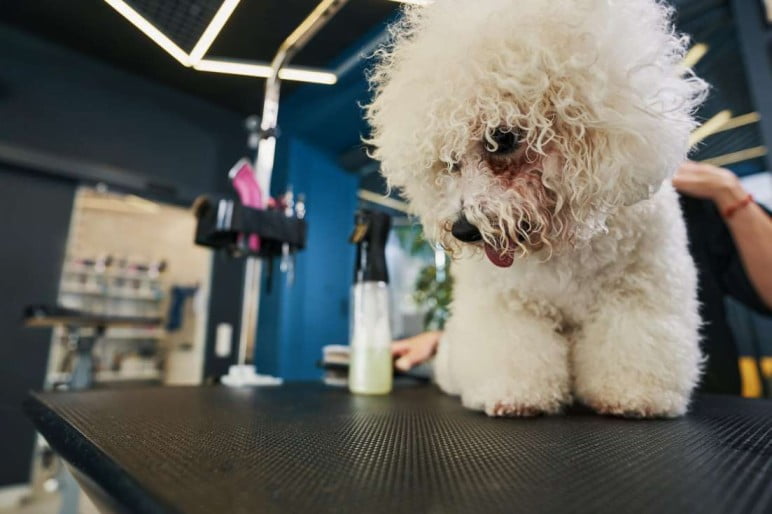 Dog grooming in Chicago 