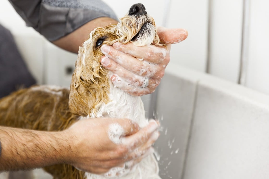  Pet grooming services in Chicago 