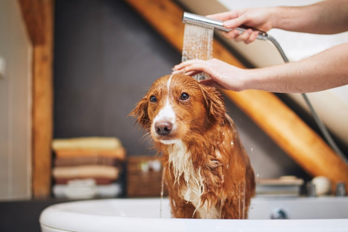 Dog grooming in Chicago 