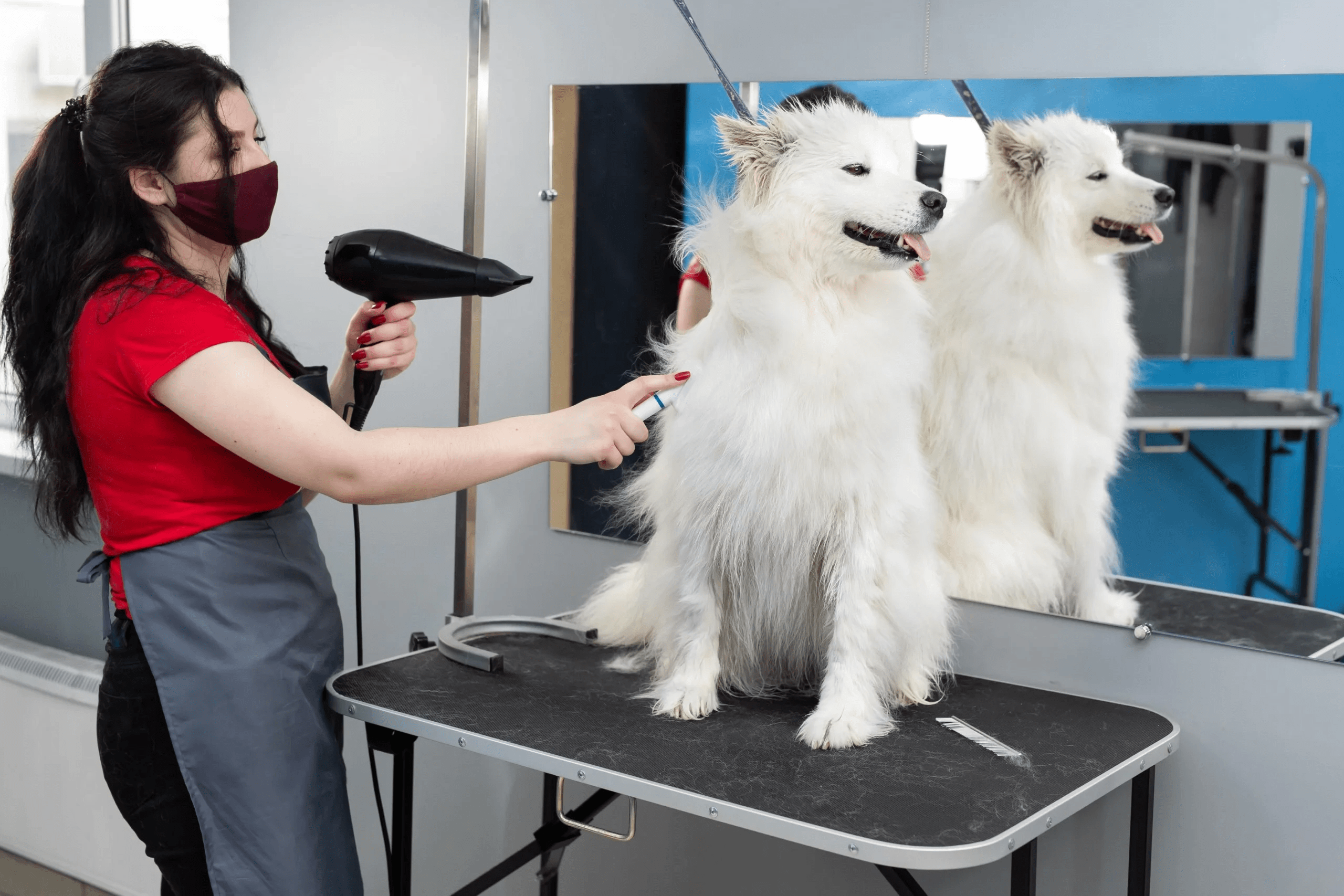 Dog grooming in Chicago 