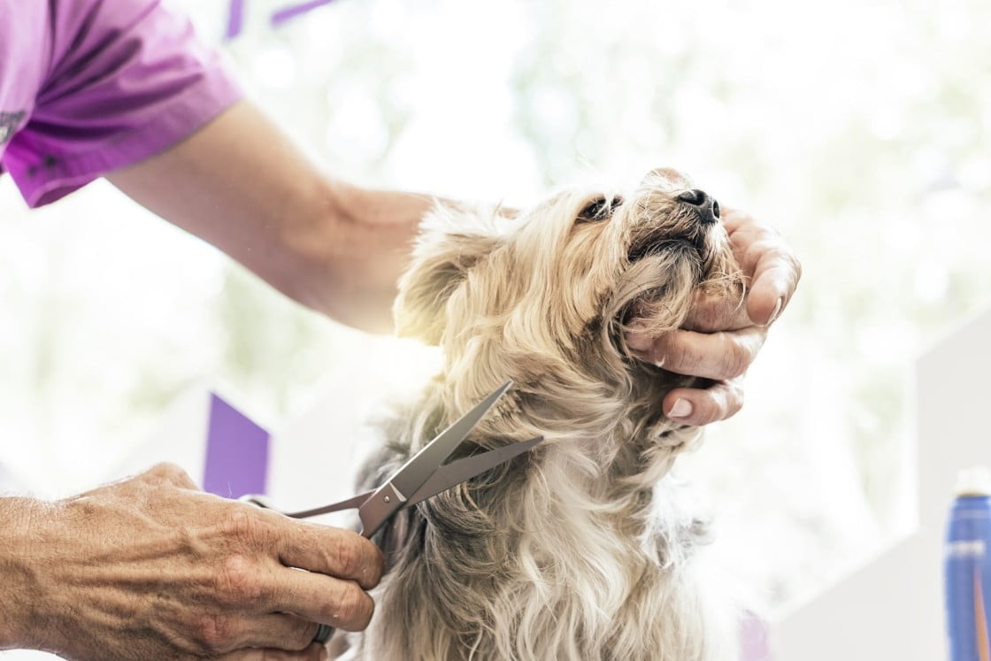 Pet Groomers in Chicago