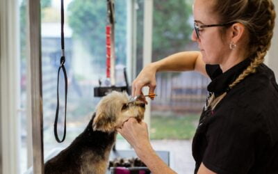 Here’s How the Top Pet Grooming Software Stacks Up