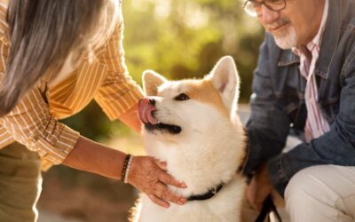 Senior Pet Care – Early Detection and Management of Pet Health Concerns
