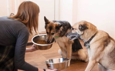 Nutrition for Pets: 10 Food Items You Must Feed Your Furry Pals for a Healthy Coat 