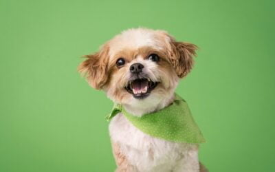 The 17 Best Ways to Advertise Your Dog Grooming Business