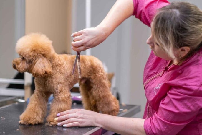 Pet groomer in Chicago