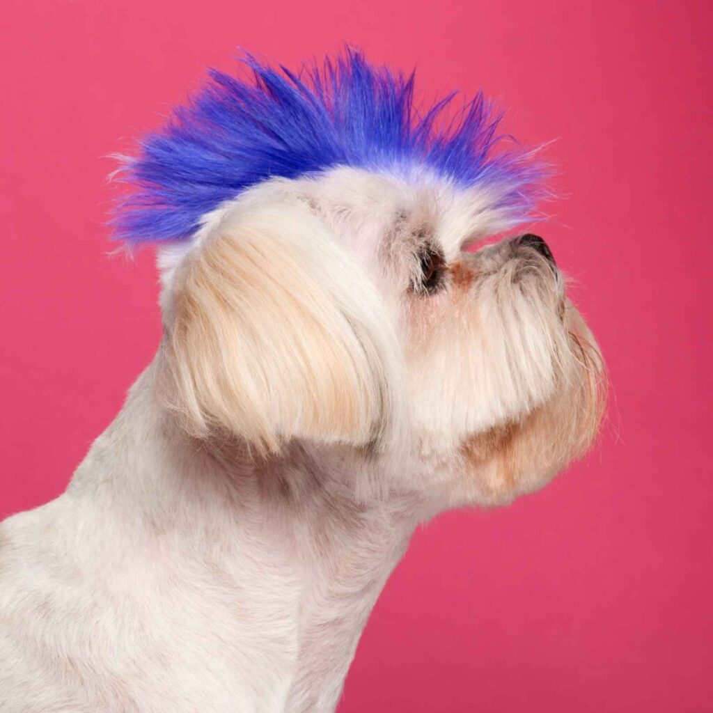 3 Trends in Dog Grooming